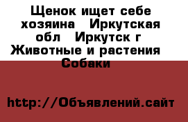 Щенок ищет себе хозяина - Иркутская обл., Иркутск г. Животные и растения » Собаки   